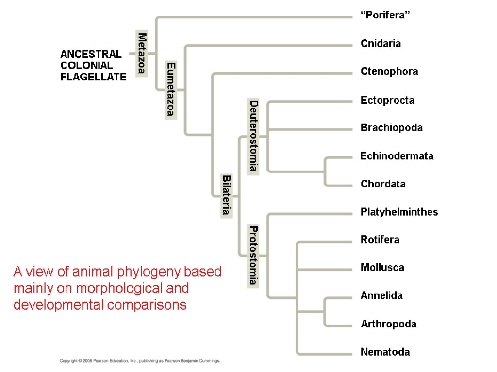 A view of animal phylogeny based mainly on morphological and developmental comparisons ANCESTRAL COLONIAL